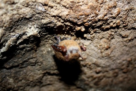 tri-colored bat with WNS

photo credit: MDC/Shelly Colatskie