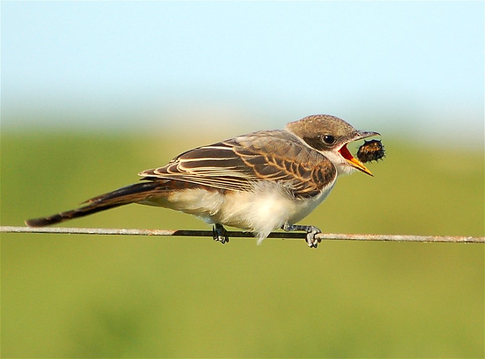 Fork-tailed Flycatcher