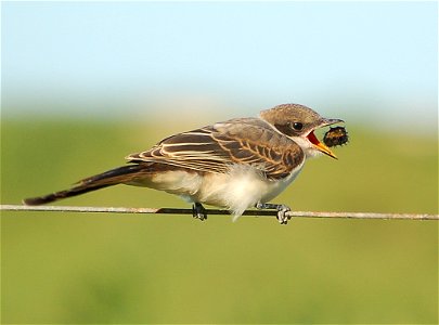 Fork-tailed Flycatcher