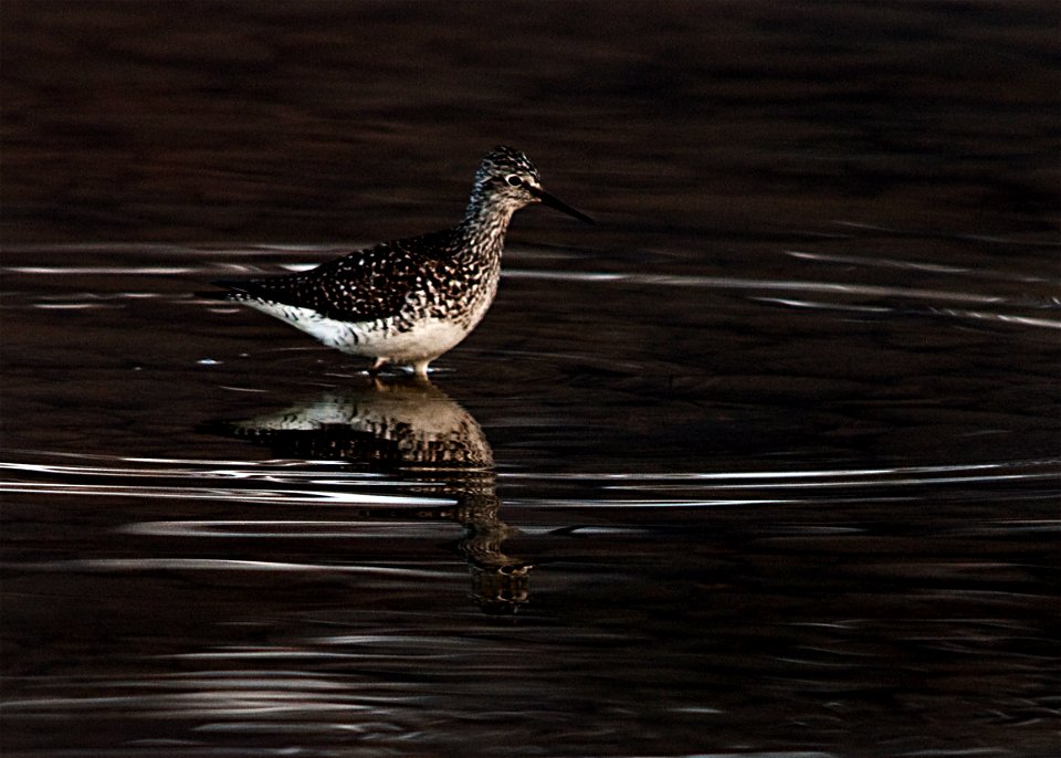 Greater Yellow Legs