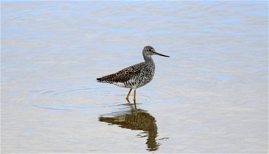 The Greater yellowlegs (Tringa melanoleuca) is a common shorebird in North Dakota. It finds its prey by probing in the mud or by sweeping its bill side-to-side through the water. Photo Credit: Krista photo