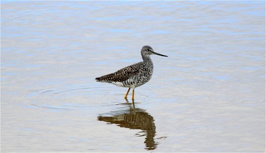 The Greater yellowlegs (Tringa melanoleuca) is a common shorebird in North Dakota. It finds its prey by probing in the mud or by sweeping its bill side-to-side through the water.

Photo Credit: Krista