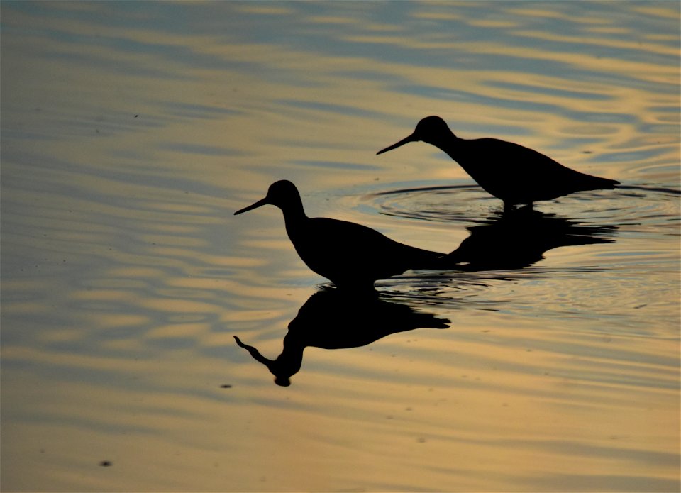 Photo: Tom Koerner/USFWS