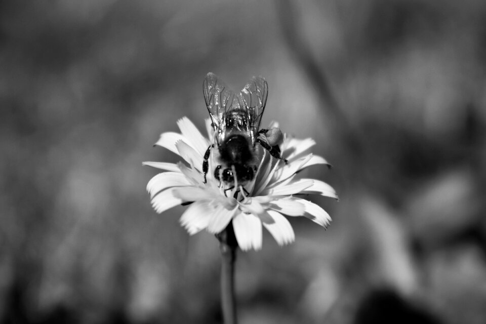 Insect field summer