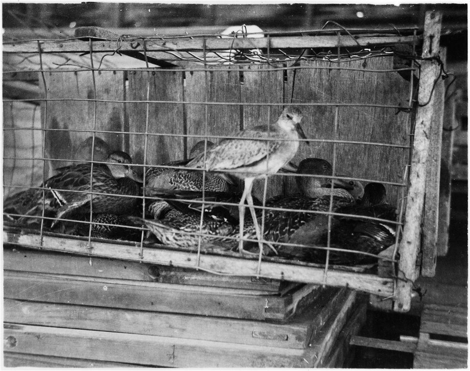 Ducks and greater yellowlegs in a cage