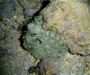 Well-camouflaged octopus (original source misidentified the animal, but you can see the spiracle).
