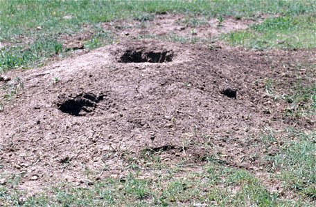 Burrows of white-tailed prairie dogs (Cynomys leucurus) dug into the ground. Colorado, USA.