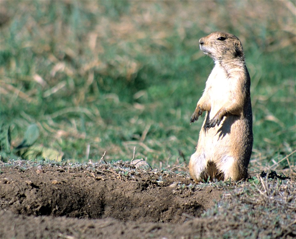 White-tailed prairie dog (Cynomys leucurus), Colorado, USA.