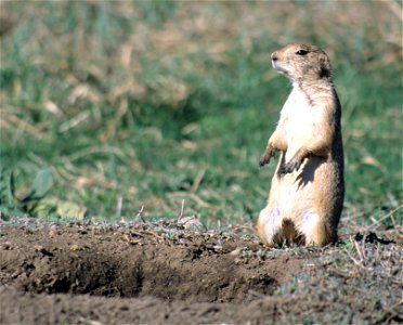 White-tailed prairie dog (Cynomys leucurus), Colorado, USA.