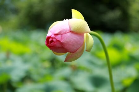 Nature flowers plants