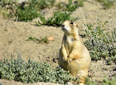 Photo: Tom Koerner/USFWS