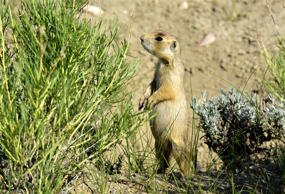 Photo: Tom Koerner/USFWS