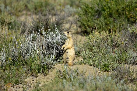 Photo: Tom Koerner/USFWS
