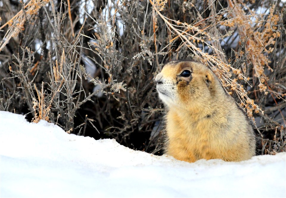 A white-tailed prairie dog emerges from its burrow under a Wyoming big sagebrush. Photo: Tom Koerner