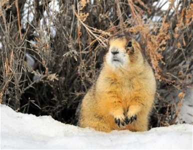 A white-tailed prairie dog emerges from its burrow under a Wyoming big sagebrush.  Photo: Tom Koerner/USFWS