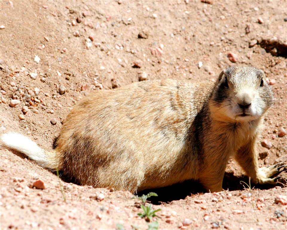 White-tailed Prairie Dog at Hutton Lake National Wildlife Refuge, Albany County, Wyoming.