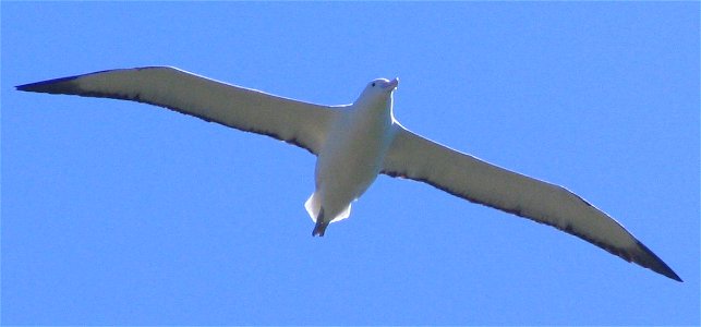 Northern Royal Albatross in flight at Taiaroa Head, Dunedin, New Zealand. Query juvenile photo