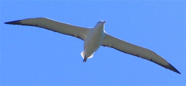 Northern Royal Albatross in flight at Taiaroa Head, Dunedin, New Zealand. Query juvenile