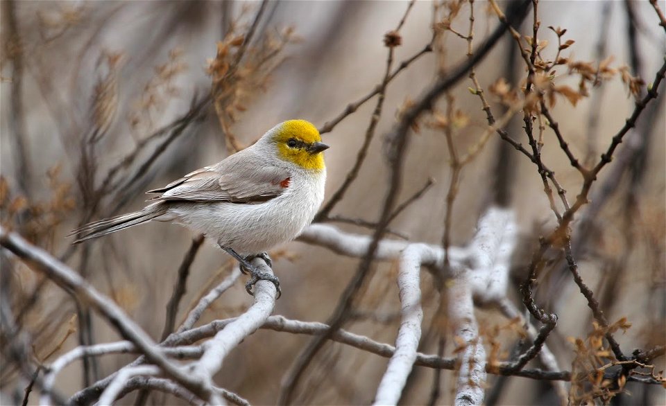 Verdin, Slick Rock Park, St. George, Utah, USA.

From the My Public Lands Magazine, Spring 2015: A Birder's Paradise. Winters in Utah offer a chance to view and study our nonmigratory feathered friend