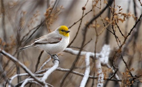 Verdin, Slick Rock Park, St. George, Utah, USA. From the My Public Lands Magazine, Spring 2015: A Birder's Paradise. Winters in Utah offer a chance to view and study our nonmigratory feathered friend photo