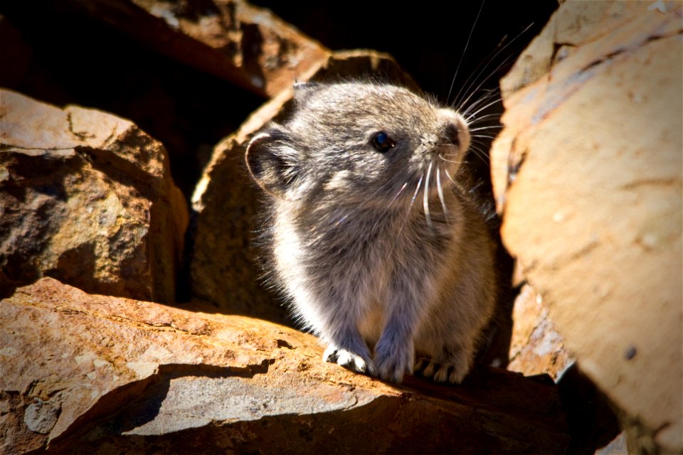 Collared Pika (Ochotona collaris), Denali National Park