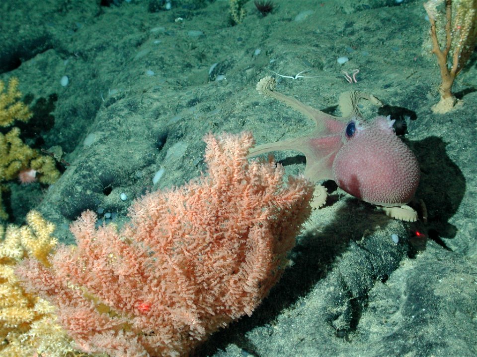 Graneledone boreopacifica and Orange bushy coral (Trissopathes sp.) at 1973 meters water depth.