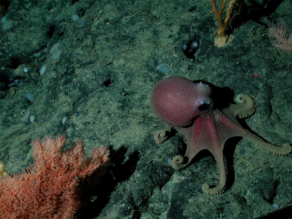 Octopus (Graneledone boreopacifica) and black coral (Trissopathes sp.) on the Davidson Seamount at 1973 meters depth.