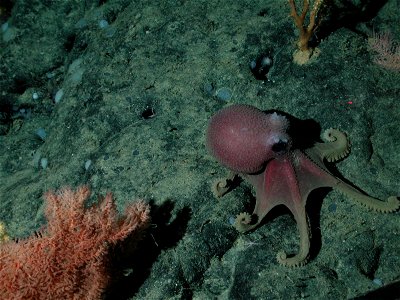 Octopus (Graneledone boreopacifica) and black coral (Trissopathes sp.) on the Davidson Seamount at 1973 meters depth.