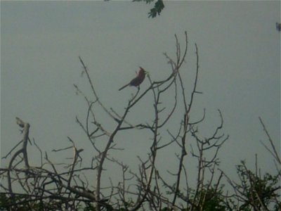 La fotografía presenta a un cardenal (Cardinalis phoeniceus) en las cercanías del Monumento Natural Cerro Santa Ana, Falcón, Venezuela.