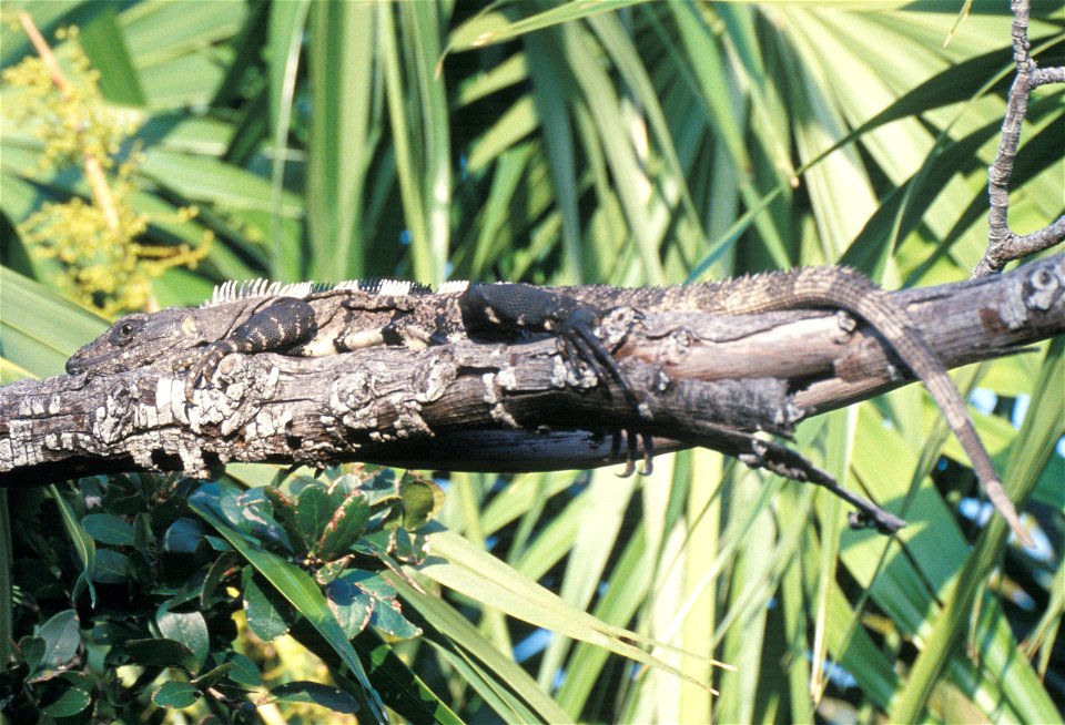 Mexican Spiny-tailed Iguana (Ctenosaura pectinata). Caye Caulker, Belize.