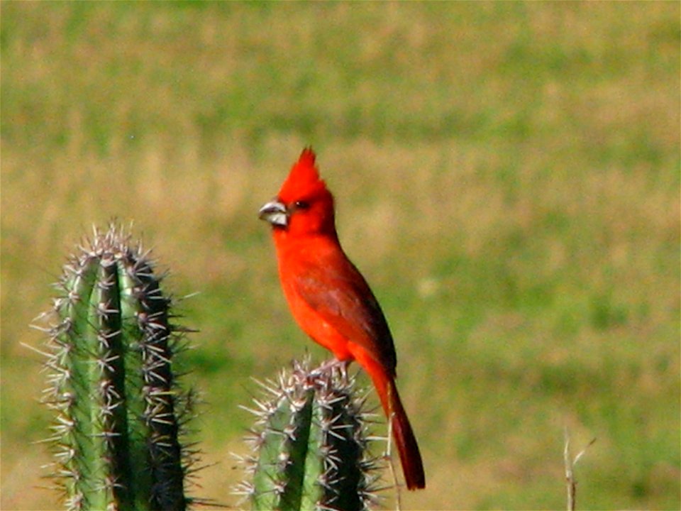 Took at Margarita Island, Venezuela
