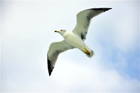 Black-tailed Gull