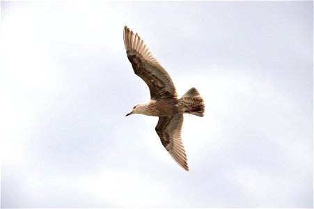 Black-tailed Gull photo