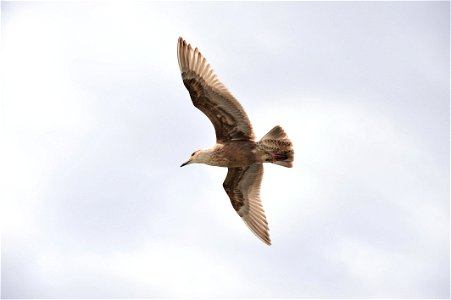 Black-tailed Gull