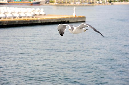 Black-tailed Gull