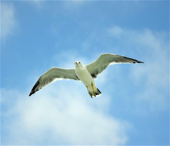 Black-tailed Gull photo