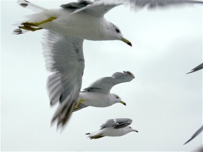 Three Gulls in Matsushima, Miyagi. taken in 2008.