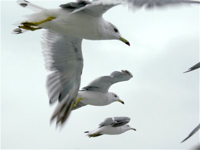 Three Gulls in Matsushima, Miyagi. taken in 2008. photo