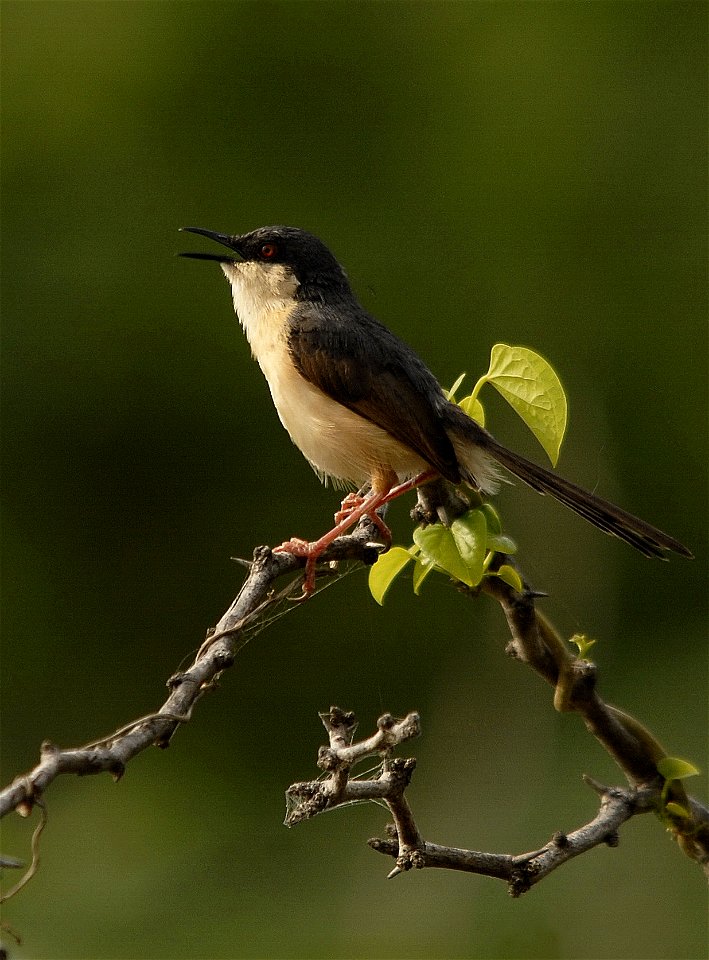Prinia socialis. Image taken at DAE campus, Kalpakkam, Tamil Nadu, India. We observed nesting during August to November