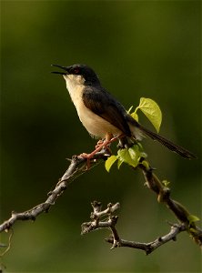 Prinia socialis. Image taken at DAE campus, Kalpakkam, Tamil Nadu, India. We observed nesting during August to November