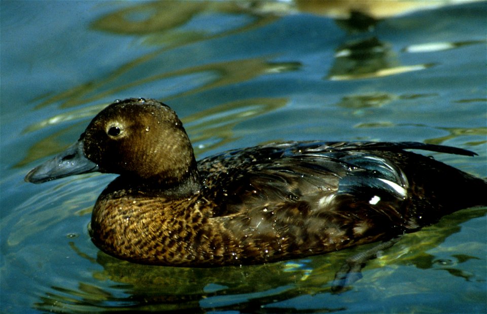 Steller's Eider, female (Polysticta stelleri)