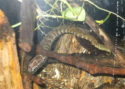 Photo of a Tentacled Snake taken at the Toledo Zoo. photo