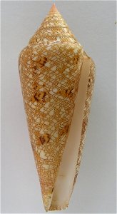 Conus gloriamaris Chemnitz, 1777 ; the Philippines