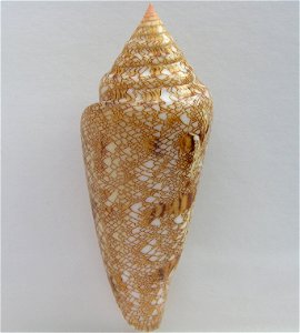 Conus gloriamaris Chemnitz, 1777 ; the Philippines