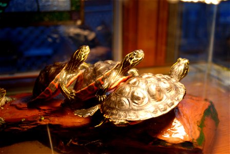 Basking Red Bellied Turtles raised from eggs in incubator photo