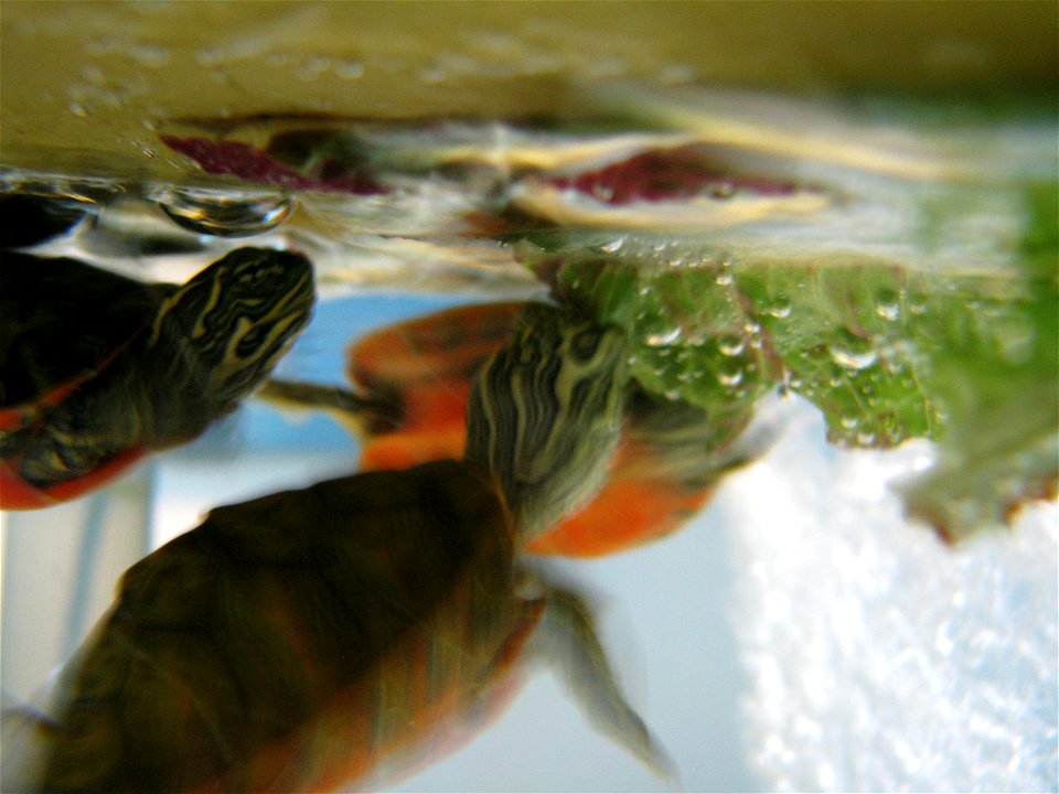 Northern red-bellied cooter hatchlings feeding at the National Marine Life Center in Buzzards Bay, Mass. These endangered freshwater turtles are fed a diet of red-leaf and romaine lettuce supplemented