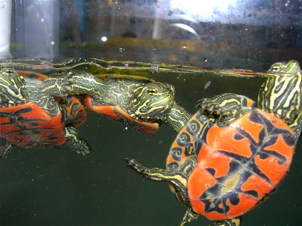 Northern red-bellied cooter hatchlings swim at the National Marine Life Center as part of the headstart program in Massachusetts. 


Credit: National Marine Life Center