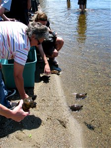 The National Marine Life Center, Massachusetts Division of Fisheries and Wildlife and partners release the turtles from the 2010 headstart program Credit: National Marine Life Center photo