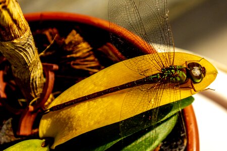 Mariposa grasshopper butterfly