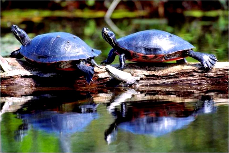 Image title: Pseudemys rubriventris basking northern red bellied crooters turtles
Image from Public domain images website, http://www.public-domain-image.com/full-image/fauna-animals-public-domain-ima